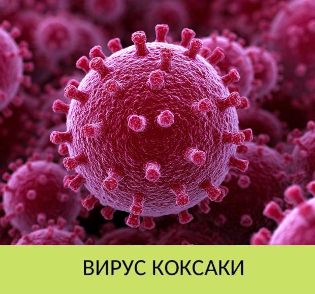 Медицинский ликбез. Вирус Коксаки Медицинский ликбез. Вирус Коксаки