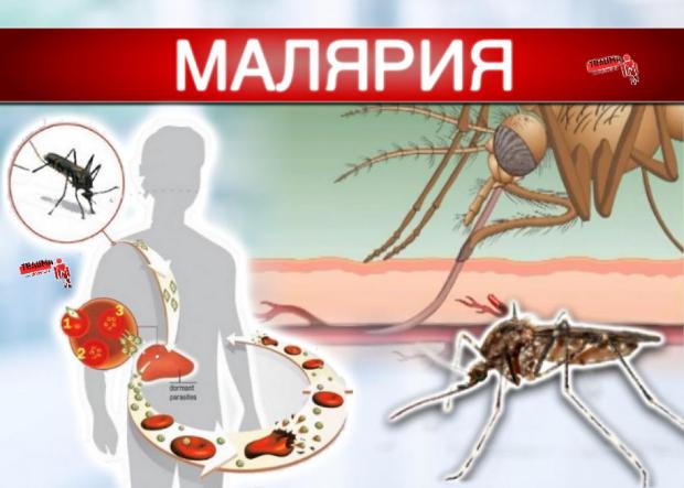 Профилактика малярии